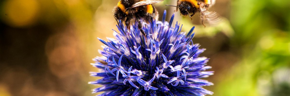 Museo dell’agrobiodiversità
