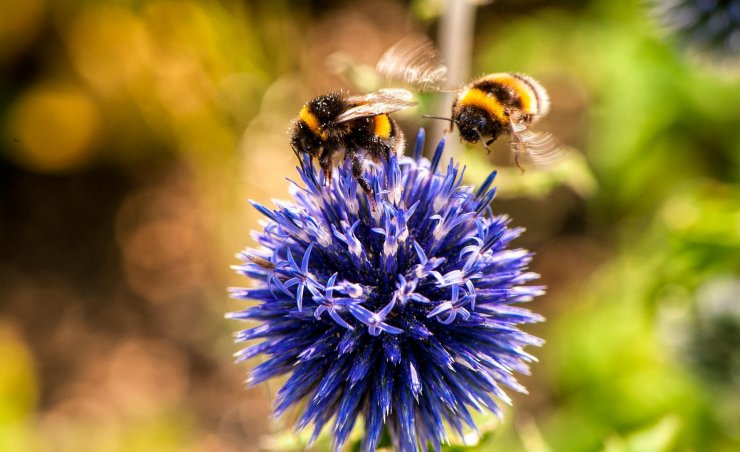 Agrobiodiversit&agrave;